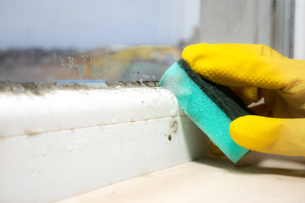 Professional Mold Remediation in Brighton, TN